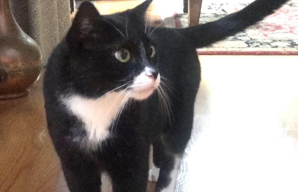 Missing Cat Reunited With Family Three Years Later